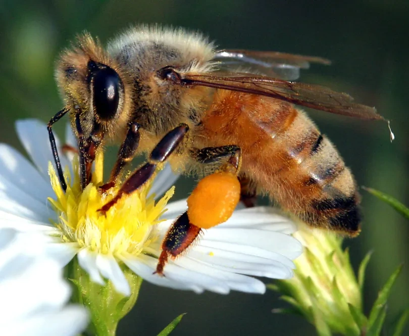 Bee Names
