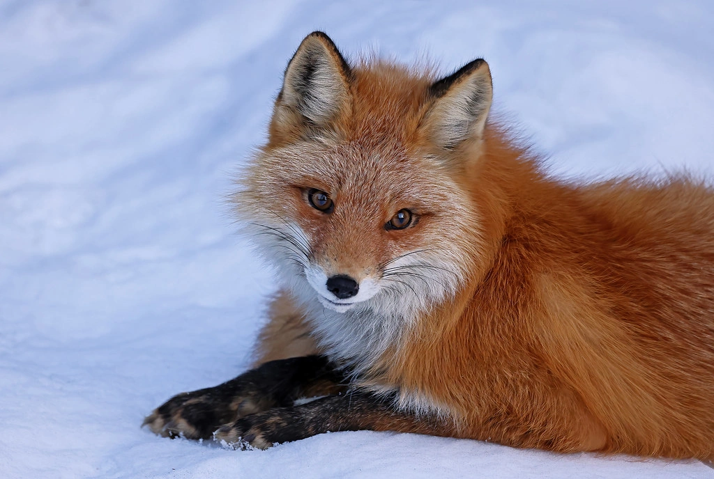 Female Fox Names