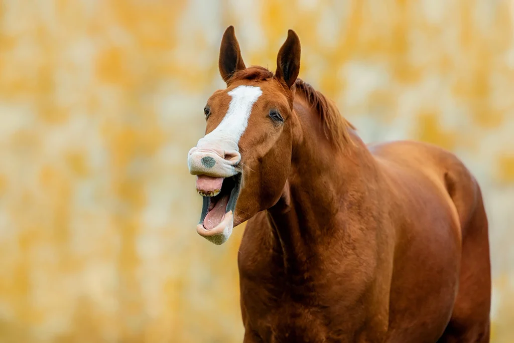 Female Horse Names