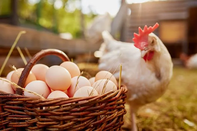 Funny Names For Chicken Eggs