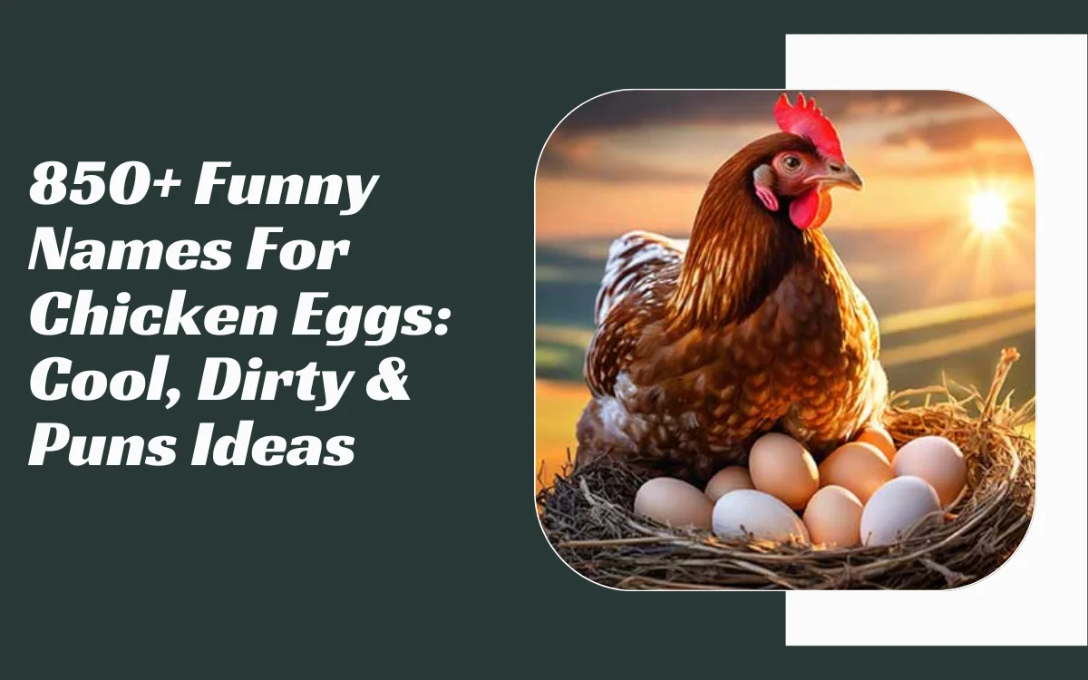 Funny Names For Chicken Eggs